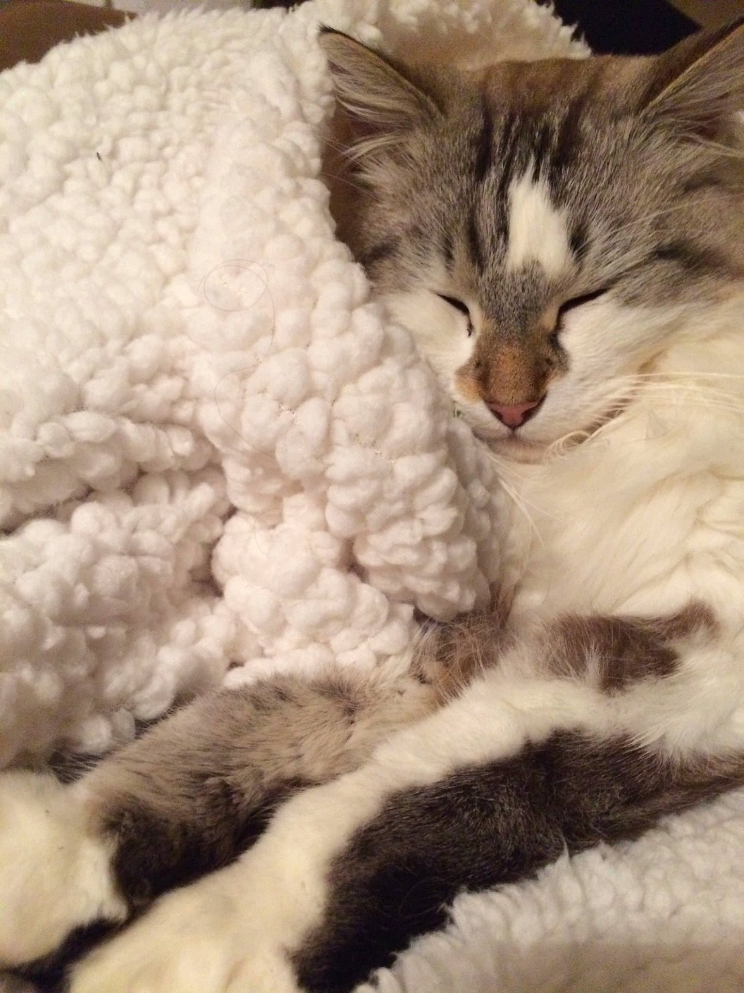 Malao a rejoint le concours — aidez-le/la à gagner de superbes lots ! asian, british_semi_longhair, carnivore, cat, claw, domestic_long_haired_cat, european_shorthair, eye, felidae, fur, kitten, nap, norwegian_forest_cat, paw, ragdoll, siberian, sky, sleep, small_to_medium_sized_cats, whiskers