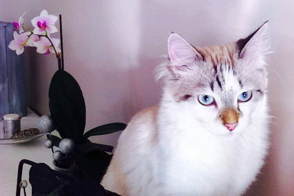 Malao participe au concours pour gagner de l'argent avec cette photo : aegean_cat, american_shorthair, american_wirehair, asian, burmilla, carnivore, cat, domestic_short_haired_cat, european_shorthair, felidae, fur, kitten, mammal, norwegian_forest_cat, ojos_azules, ragamuffin, ragdoll, small_to_medium_sized_cats, turkish_angora, whiskers