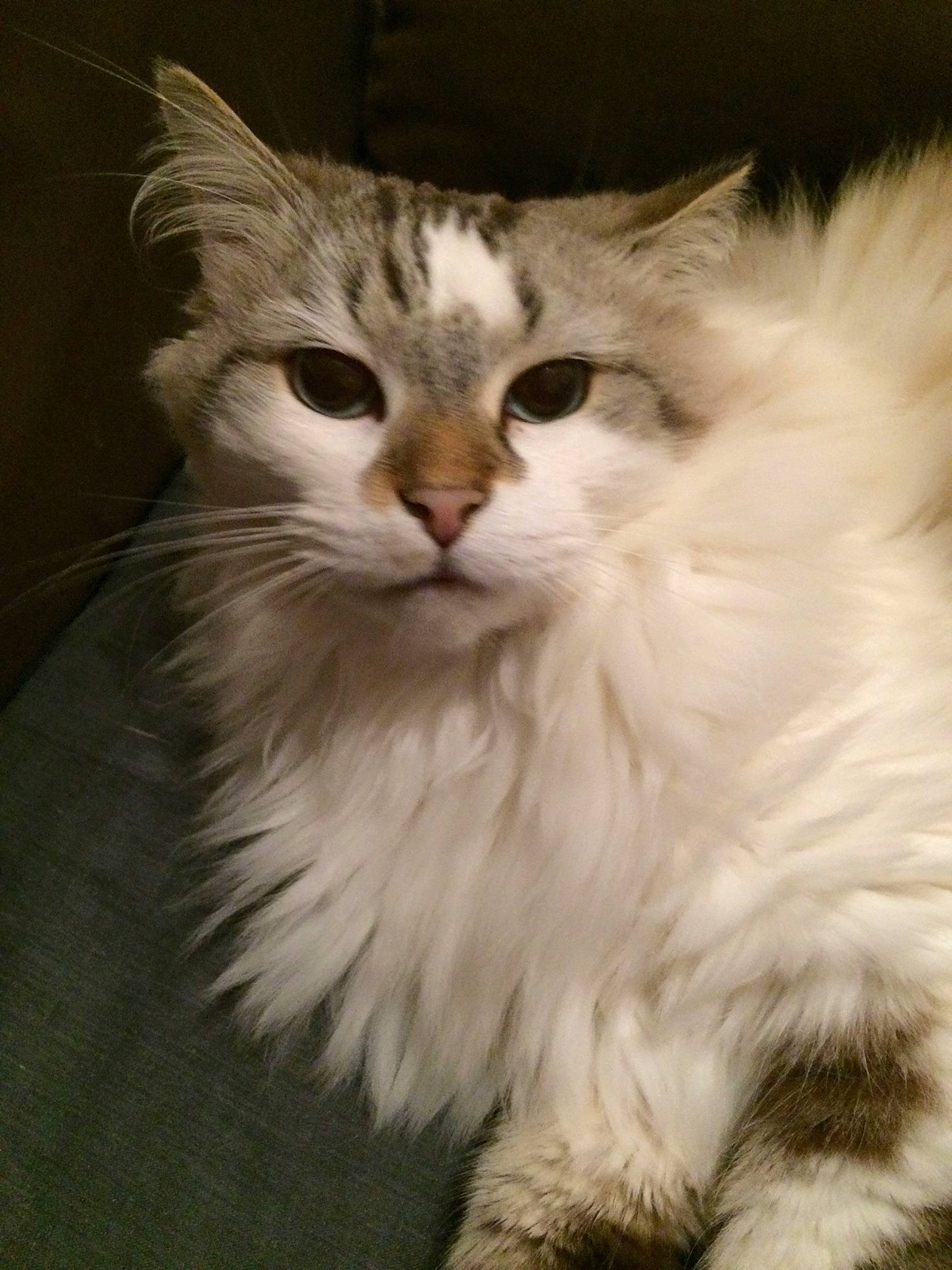 Malao participe au concours pour gagner de l'argent avec cette photo : american_curl, asian_semi_longhair, british_longhair, british_semi_longhair, carnivore, cat, domestic_long_haired_cat, eye, felidae, fur, maine_coon, mammal, norwegian_forest_cat, persian, ragamuffin, siberian, small_to_medium_sized_cats, turkish_angora, vertebrate, whiskers