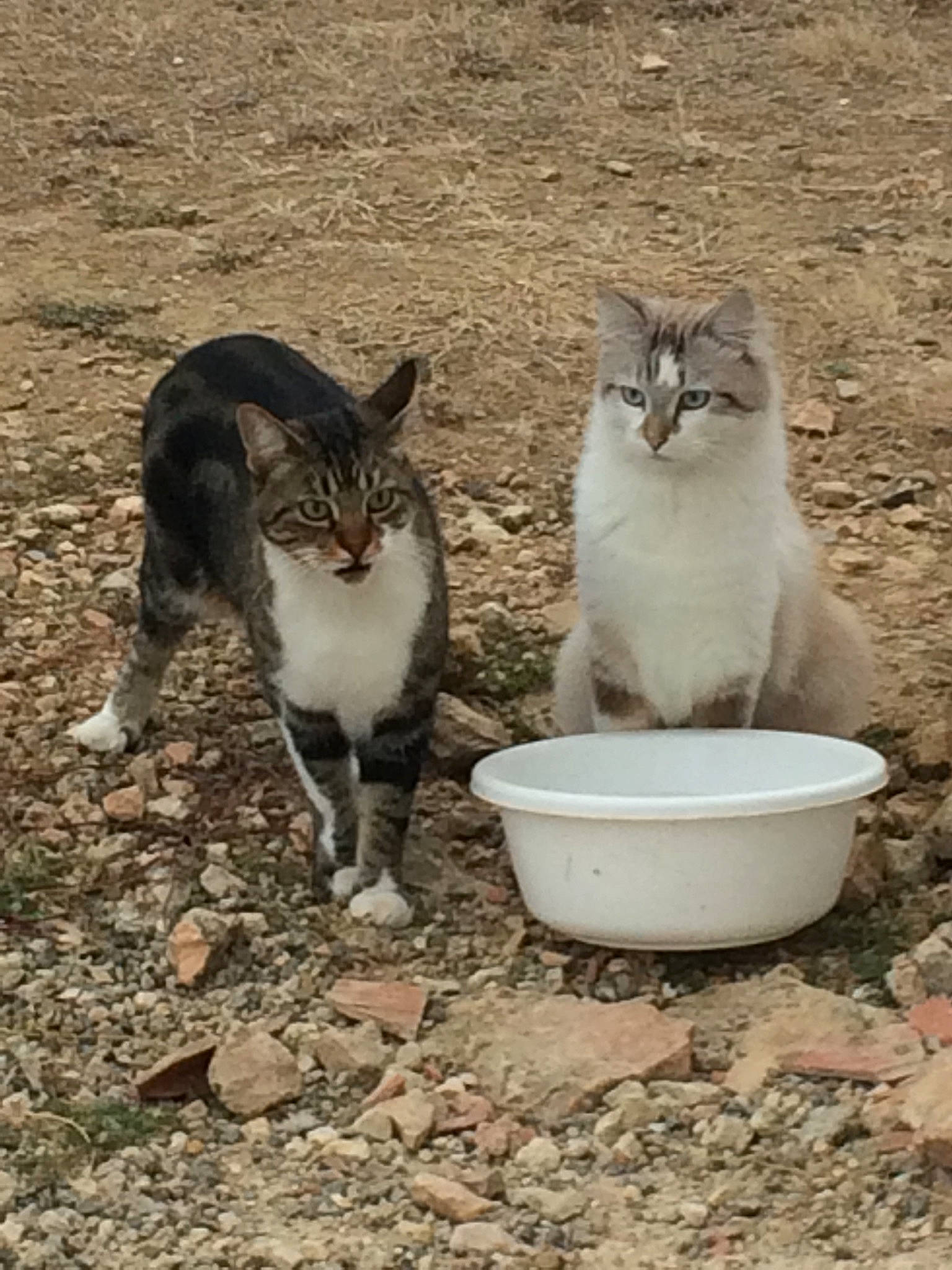 Malao participe au concours pour gagner de l'argent avec cette photo : aegean_cat, carnivore, cat, domestic_short_haired_cat, european_shorthair, felidae, kitten, polydactyl_cat, small_to_medium_sized_cats, whiskers