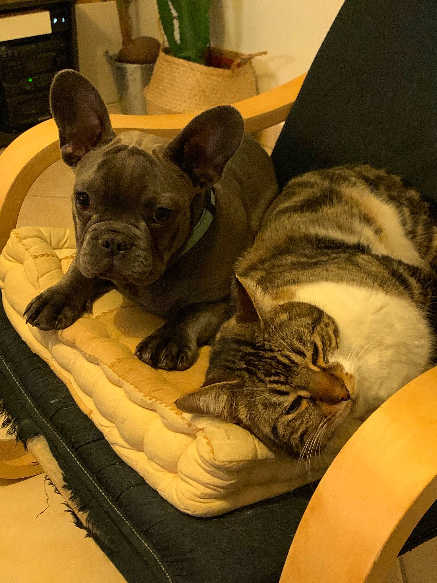 Guismo participe au concours pour gagner de l'argent avec cette photo : american_bulldog, bulldog, canidae, carnivore, companion_dog, dog, dog_breed, ear, eye, fawn, french_bulldog, mammal, nap, non_sporting_group, olde_english_bulldogge, puppy, skin, snout, toy_bulldog, whiskers