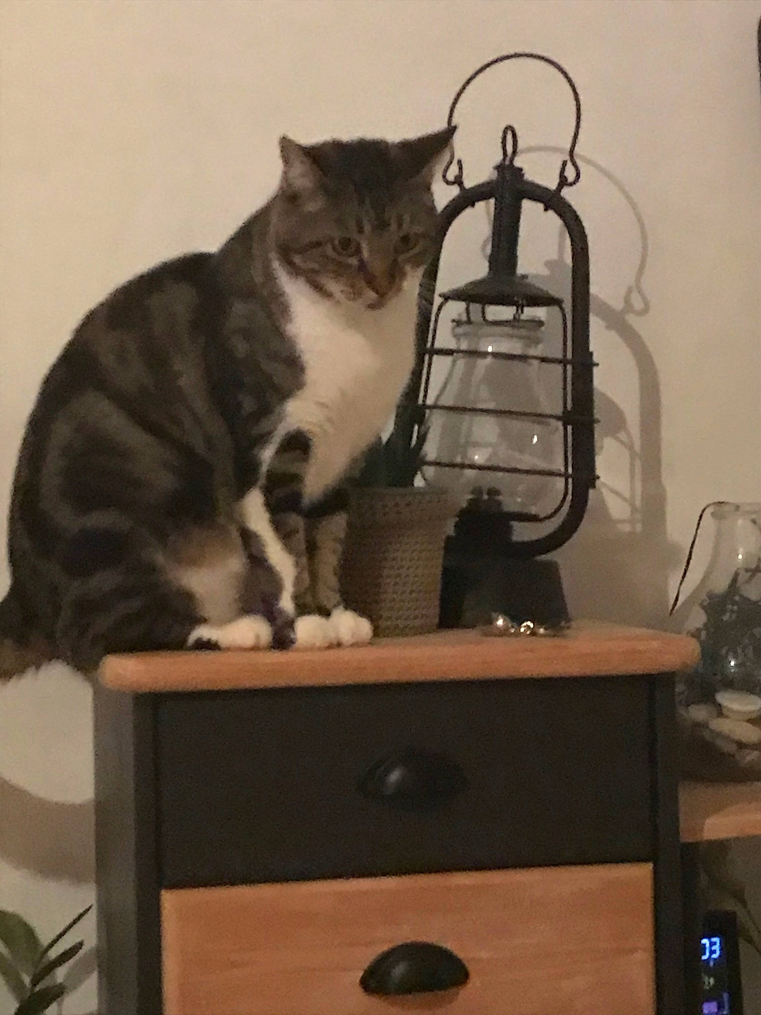 Guismo participe au concours pour gagner de l'argent avec cette photo : carnivore, cat, domestic_short_haired_cat, european_shorthair, felidae, small_to_medium_sized_cats, whiskers