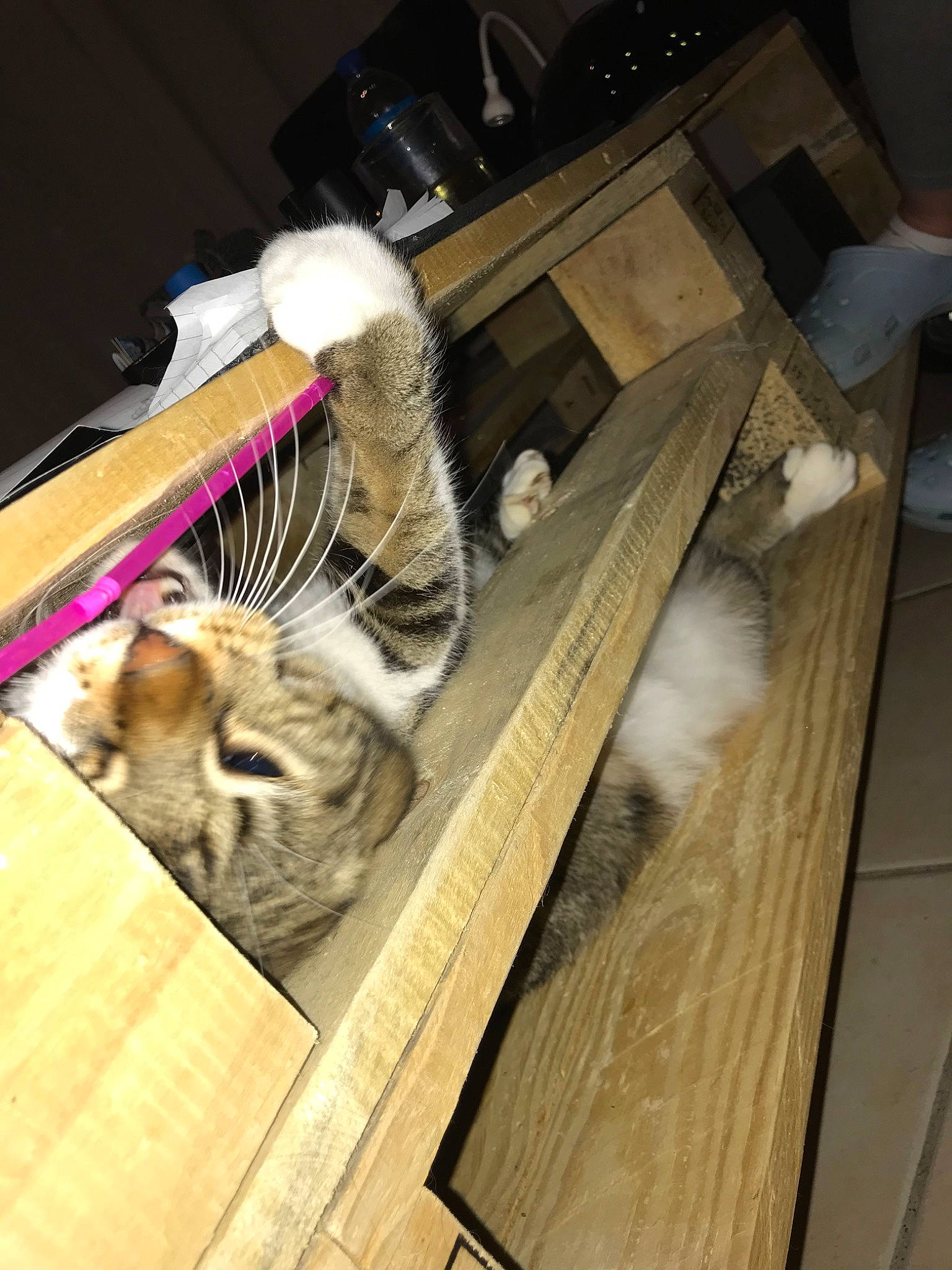 Guismo a rejoint le concours — aidez-le/la à gagner de superbes lots ! american_curl, american_shorthair, box, cardboard, carnivore, cat, domestic_short_haired_cat, european_shorthair, fawn, felidae, fur, hardwood, kitten, norwegian_forest_cat, small_to_medium_sized_cats, tabby_cat, whiskers, wood