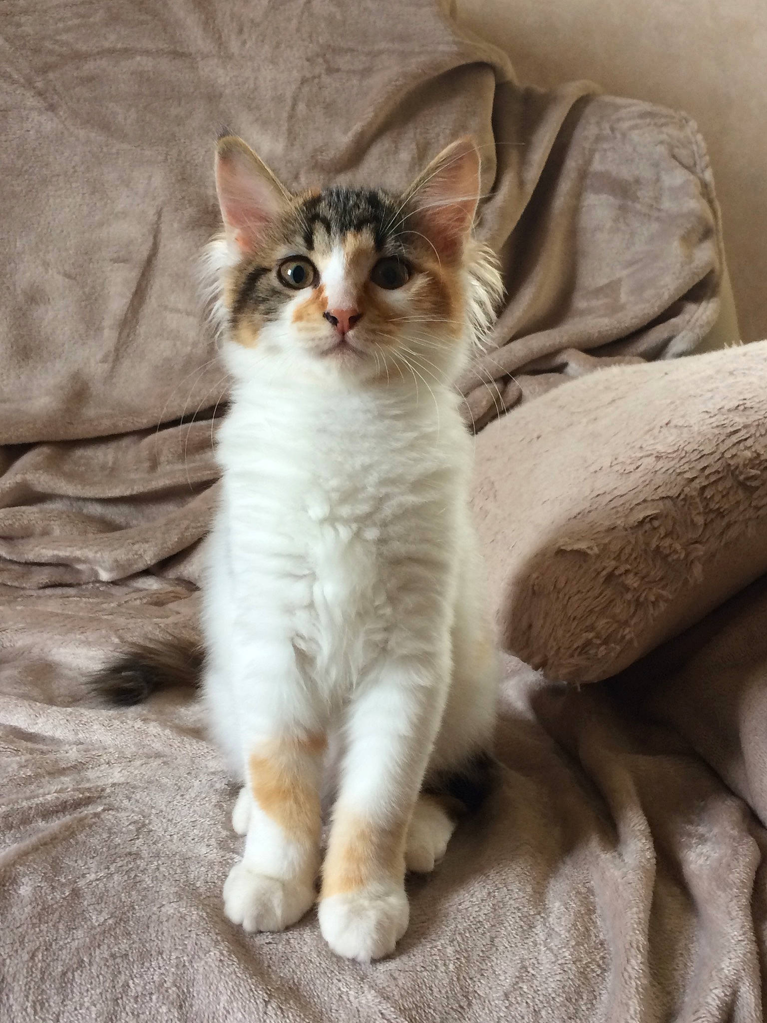 Oana a rejoint le concours — aidez-le/la à gagner de superbes lots ! aegean_cat, american_wirehair, asian, australian_mist, british_semi_longhair, carnivore, cat, domestic_short_haired_cat, european_shorthair, fawn, felidae, kitten, mammal, polydactyl_cat, small_to_medium_sized_cats, vertebrate, whiskers