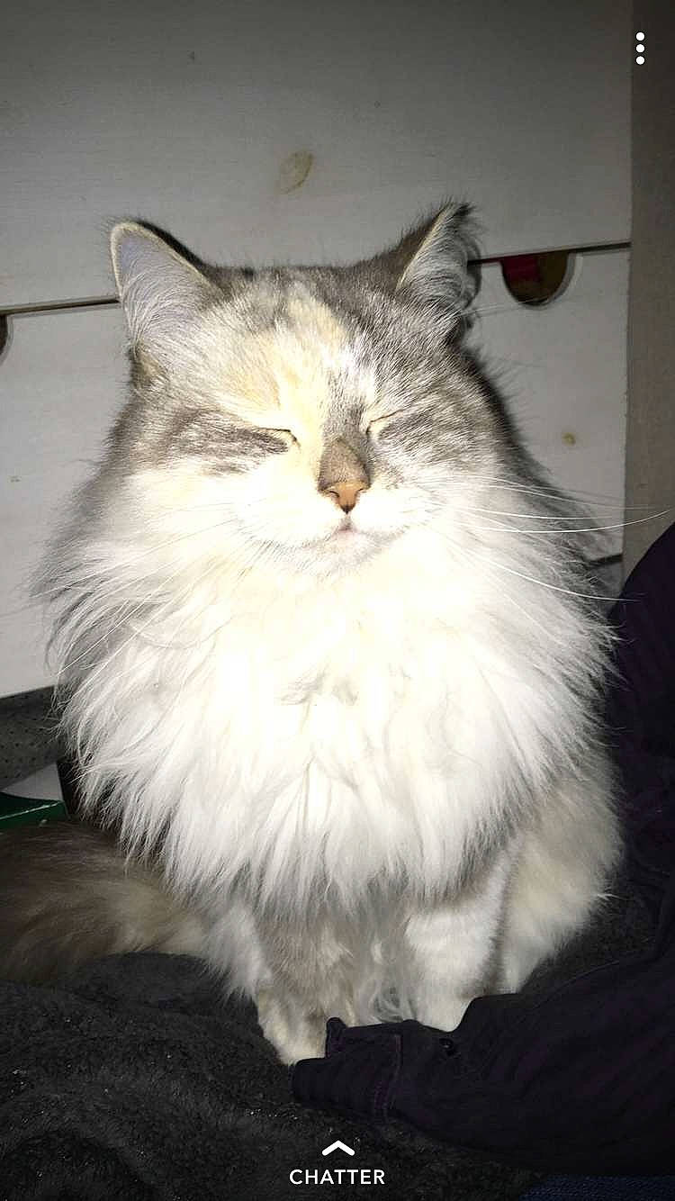 Maya participe au concours pour gagner de l'argent avec cette photo : asian_semi_longhair, british_longhair, british_semi_longhair, carnivore, cat, cymric, domestic_long_haired_cat, fawn, felidae, fur, mammal, napoleon_cat, norwegian_forest_cat, persian, ragamuffin, ragdoll, siberian, small_to_medium_sized_cats, whiskers