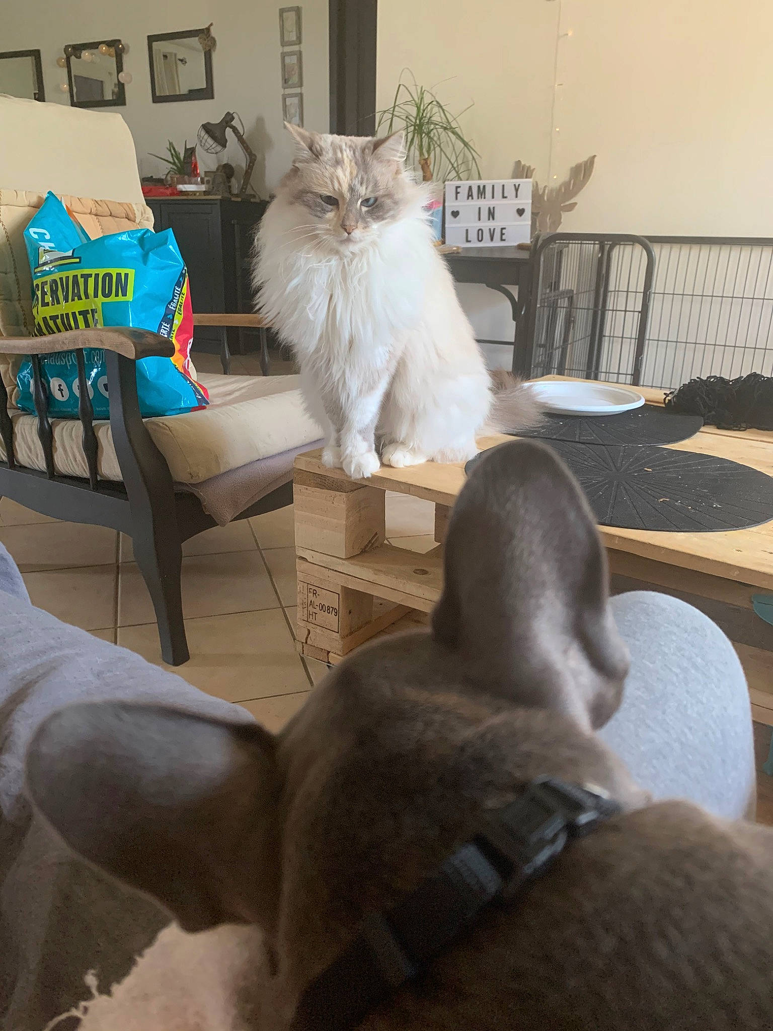 Maya a rejoint le concours — aidez-le/la à gagner de superbes lots ! asian, british_shorthair, burmilla, carnivore, cat, fawn, felidae, fur, furniture, house, kitten, leg, polydactyl_cat, russian_blue, sand, sitting, small_to_medium_sized_cats, tail, tonkinese, whiskers