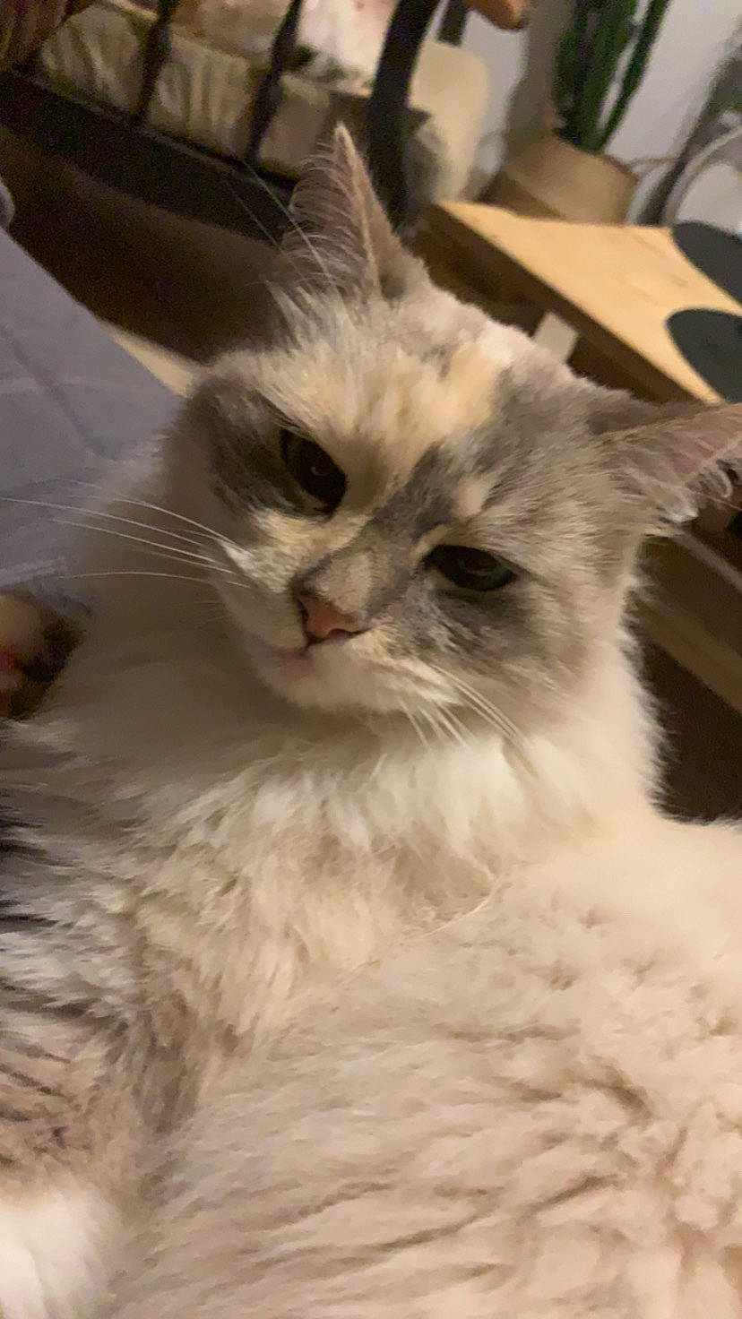 Maya a rejoint le concours — aidez-le/la à gagner de superbes lots ! asian, asian_semi_longhair, british_semi_longhair, carnivore, cat, domestic_long_haired_cat, eye, felidae, fur, kitten, mammal, norwegian_forest_cat, nose, ragamuffin, ragdoll, siberian, small_to_medium_sized_cats, snout, turkish_van, whiskers