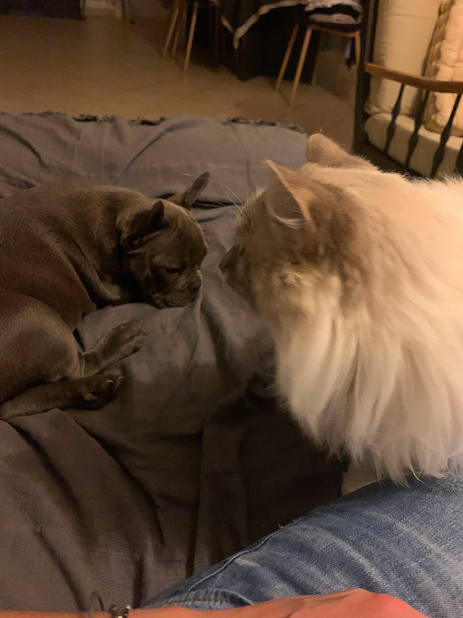 Maya participe au concours pour gagner de l'argent avec cette photo : british_longhair, carnivore, cat, domestic_long_haired_cat, felidae, fur, furniture, nap, norwegian_forest_cat, persian, ragamuffin, ragdoll, small_to_medium_sized_cats, whiskers