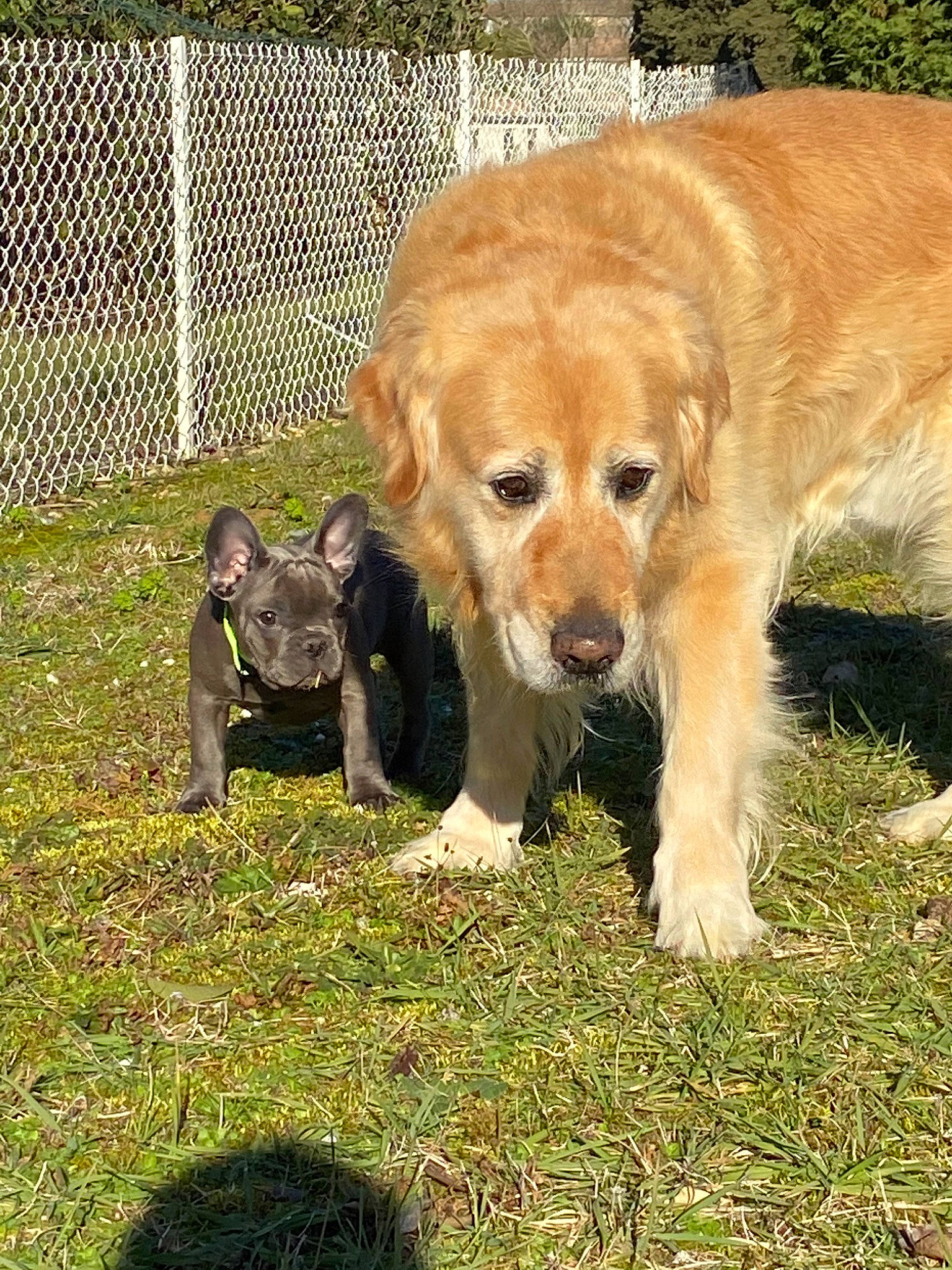 Apache participe au concours pour gagner de l'argent avec cette photo : canidae, carnivore, companion_dog, dog, dog_breed, fawn, golden_retriever, grass, labrador_retriever, mammal, puppy, retriever, snout, sporting_group, vertebrate