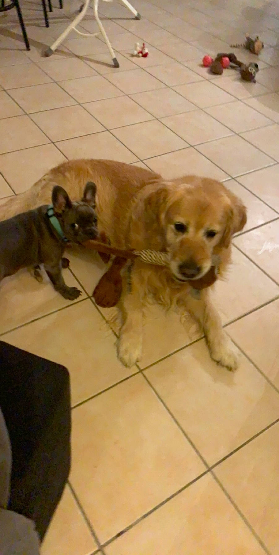 Apache participe au concours pour gagner de l'argent avec cette photo : beagador, canidae, carnivore, companion_dog, dog, dog_breed, fawn, golden_retriever, labrador_retriever, mammal, puppy, retriever, small_greek_domestic_dog, snout, sporting_group, tail