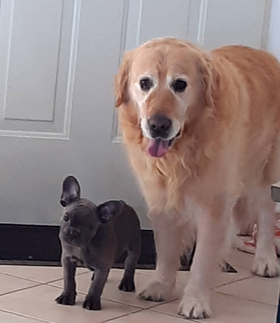 Apache a rejoint le concours — aidez-le/la à gagner de superbes lots ! ancient_dog_breeds, canidae, carnivore, companion_dog, dog, dog_breed, fawn, flat_coated_retriever, golden_retriever, labrador_retriever, mammal, puppy, retriever, small_greek_domestic_dog, snout, sporting_group, tail, vertebrate, whiskers