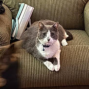 Rudy joined the competition — help win amazing prizes! cat, gray_cat, white_cat, pet, indoor, couch, furniture, collar, bell, relaxed, animal, mammal, domestic_animal, cozy, texture, brown_couch, blurred_foreground, two_animals, looking_at_camera, resting