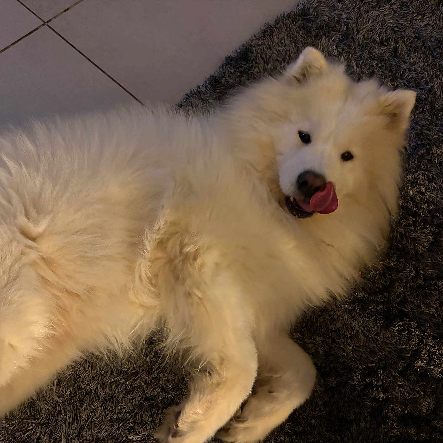 Rosco a rejoint le concours — aidez-le/la à gagner de superbes lots ! animal, canine, carpet, companion, cozy, cute, dog, domestic, fluffy, friendly, fur, indoor, lying_down, mammal, paw, pet, relaxed, sleepy, tongue_out, white