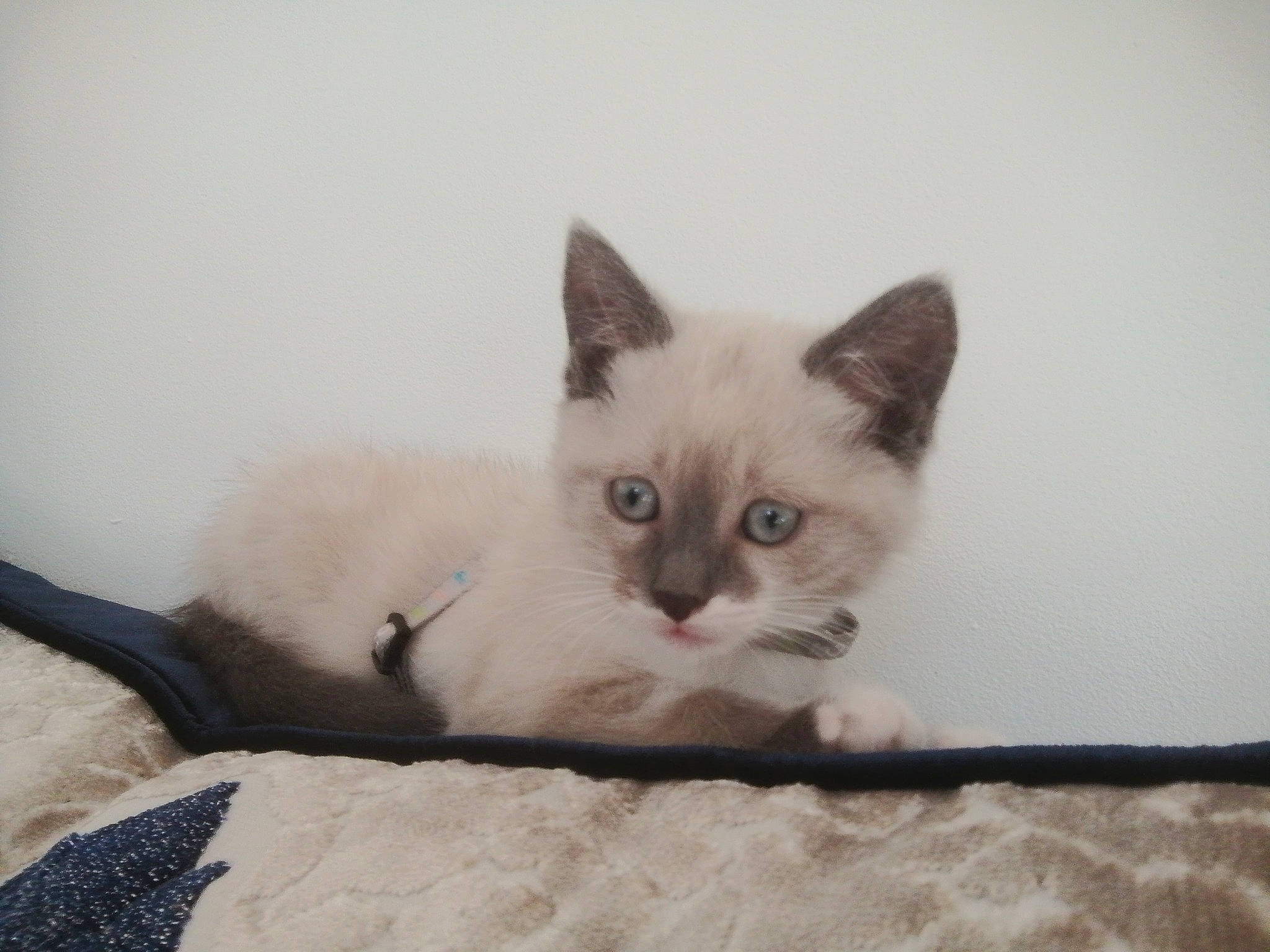 Neige participe au concours pour gagner de l'argent avec cette photo : balinese, birman, carnivore, cat, cat_supply, comfort, domestic_short_haired_cat, eye, fawn, felidae, fur, head, paw, small_to_medium_sized_cats, snout, tail, thai, tonkinese, whiskers, window