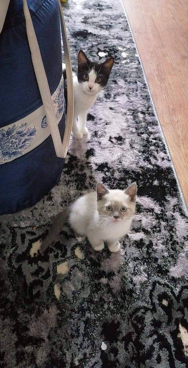 Neige a rejoint le concours — aidez-le/la à gagner de superbes lots ! automotive_tire, carnivore, cat, claw, domestic_short_haired_cat, fawn, felidae, flooring, fur, hardwood, paw, photo_caption, road_surface, sitting, small_to_medium_sized_cats, snout, soil, tail, whiskers, wood