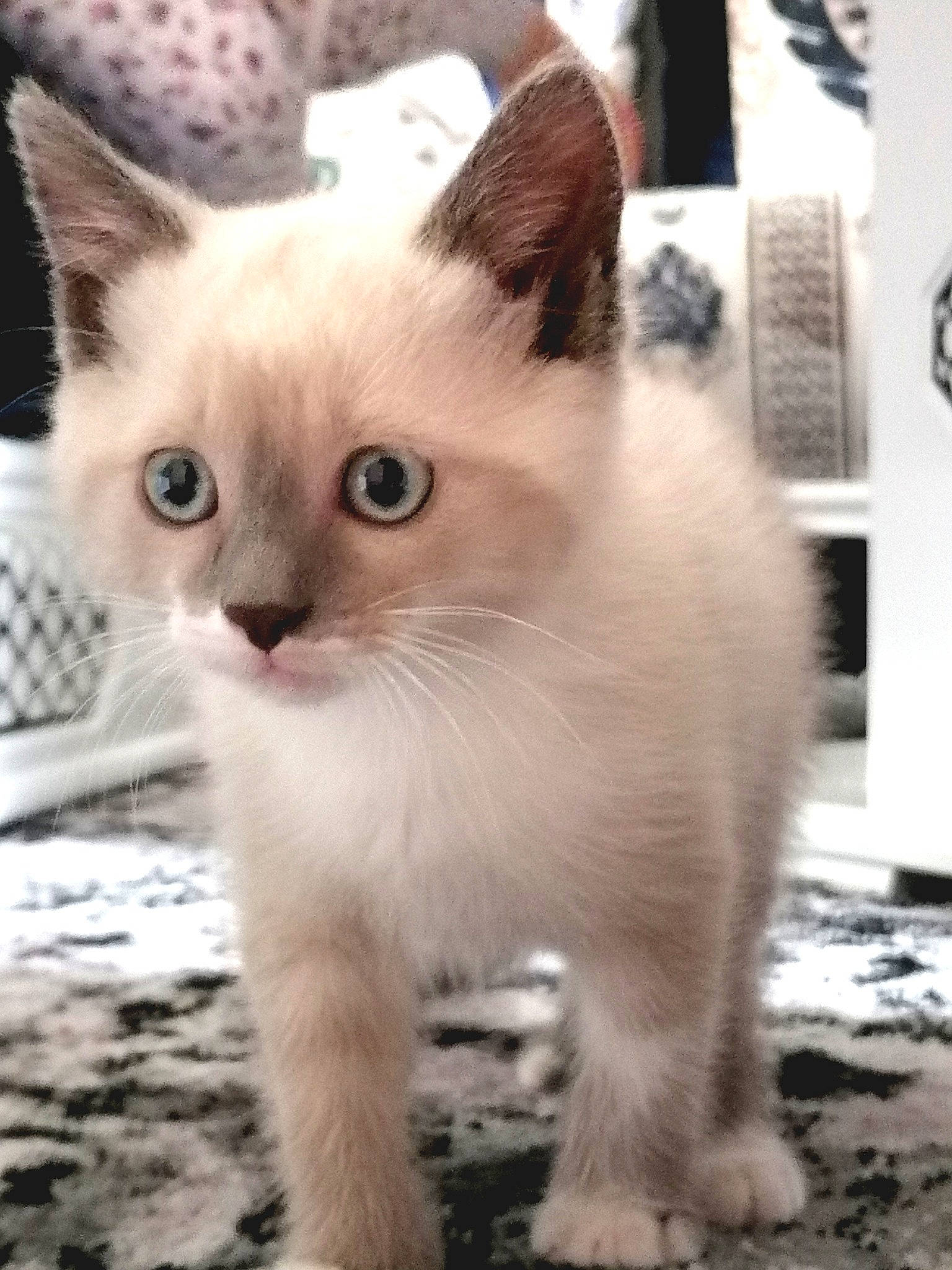 Neige participe au concours pour gagner de l'argent avec cette photo : carnivore, cat, claw, domestic_short_haired_cat, eye, fawn, felidae, fur, head, iris, paw, photo_caption, small_to_medium_sized_cats, snout, tail, terrestrial_animal, thai, whiskers