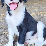 Roxanne a rejoint le concours — aidez-le/la à gagner de superbes lots ! puppy, dog, black_and_white, sitting, tongue_out, happy, young_dog, animal, pet, cute, outdoor, rustic, straw, blurred_background, two_dogs, fur, canine, playful, friendly, portrait