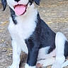 puppy, dog, black_and_white, sitting, tongue_out, happy, young_dog, animal, pet, cute, outdoor, rustic, straw, blurred_background, two_dogs, fur, canine, playful, friendly, portrait