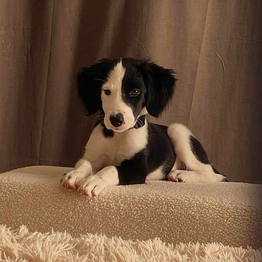 Roxanne participe au concours pour gagner de l'argent avec cette photo : puppy, dog, black_and_white, lying_down, pet, indoor, curtain, fluffy_rug, soft_texture, collar, young_dog, canine, cute, animal, fur, resting, portrait, domestic_animal, calm, cozy