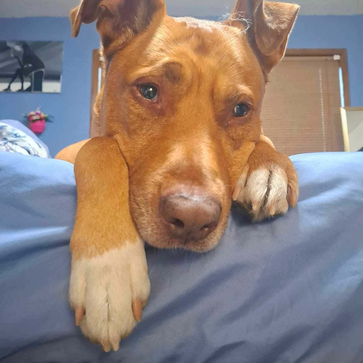 Toasty is registered to the contest to win money with this photo: animal, bed, bedroom, blue_bedding, brown_dog, closeup, cozy, cute, dog, eyes, floppy_ears, home, indoors, lying_down, nose, paws, pet, portrait, short_fur, sleepy