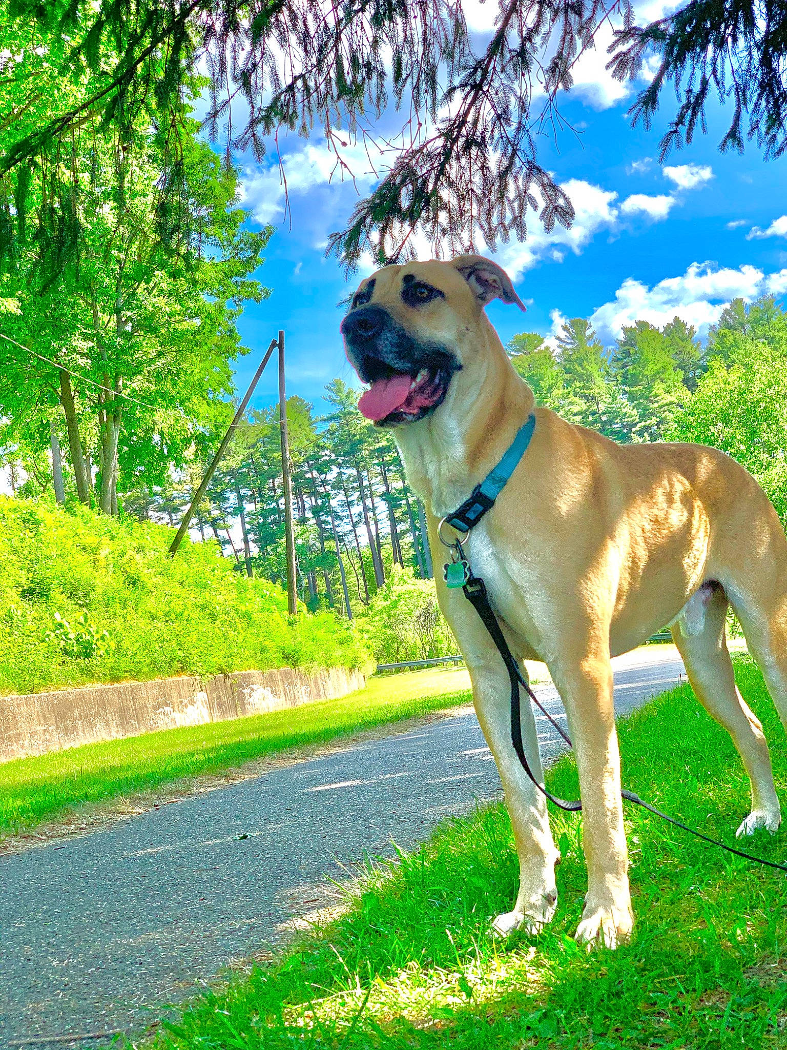 Levi is registered to the contest to win money with this photo: canidae, carnivore, cloud, collar, companion_dog, dog, dog_breed, dog_collar, dog_supply, fawn, giant_dog_breed, grass, plant, road_surface, sky, snout, sporting_group, tail, tree, working_animal