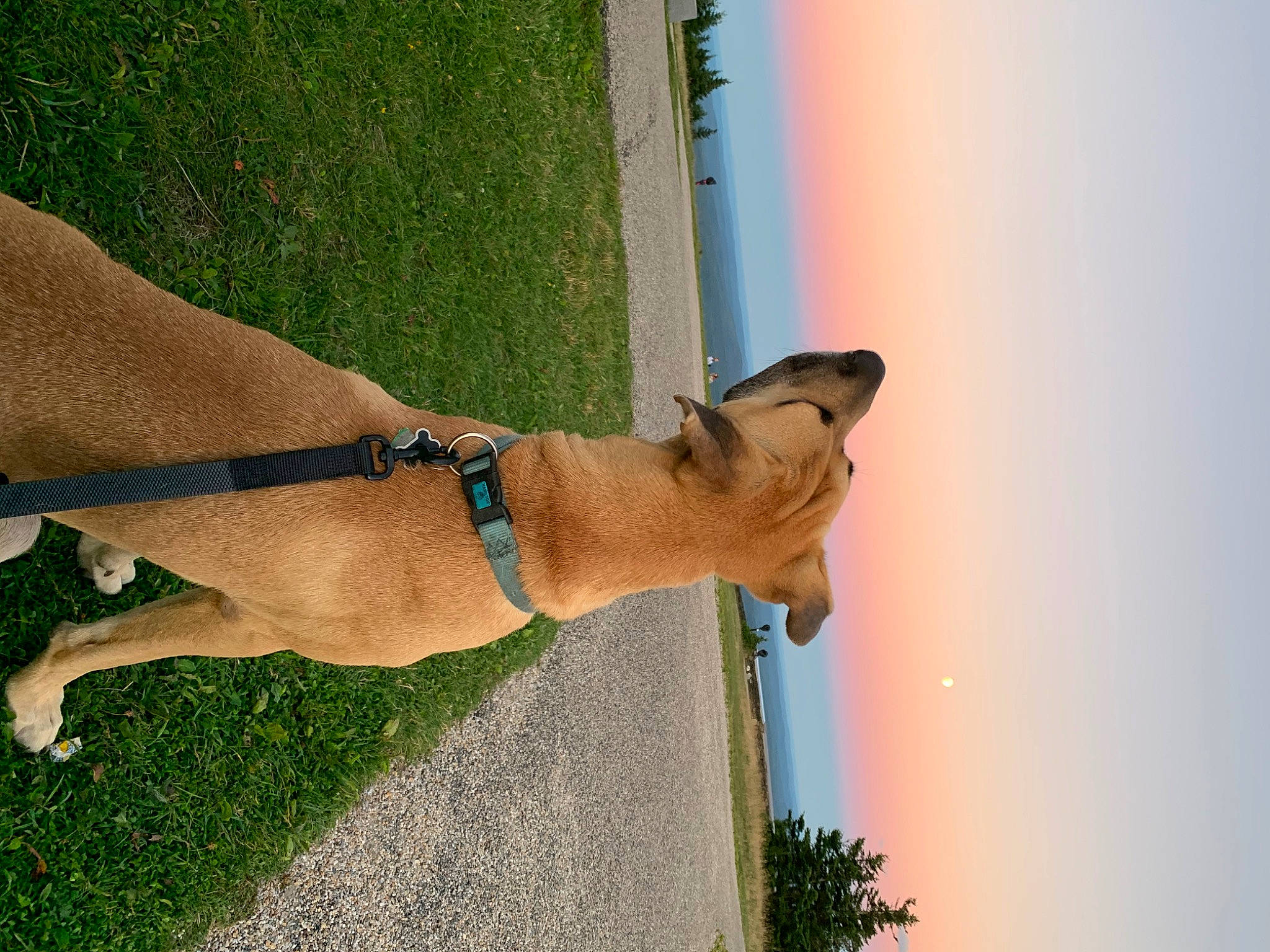 Levi joined the competition — help win amazing prizes! carnivore, collar, companion_dog, dog, dog_breed, dog_collar, elbow, fawn, foot, grass, human_leg, leash, pet_supply, plant, sky, snout, sporting_group, tail, tree, working_animal