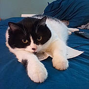 Bebee is registered to the contest to win money with this photo: cat, black_and_white_cat, feline, pet, paws, whiskers, bed, blanket, remote_control, paper, indoor, close_up, portrait, laying_down, cozy, sleepy, ears, fur, gaze, home