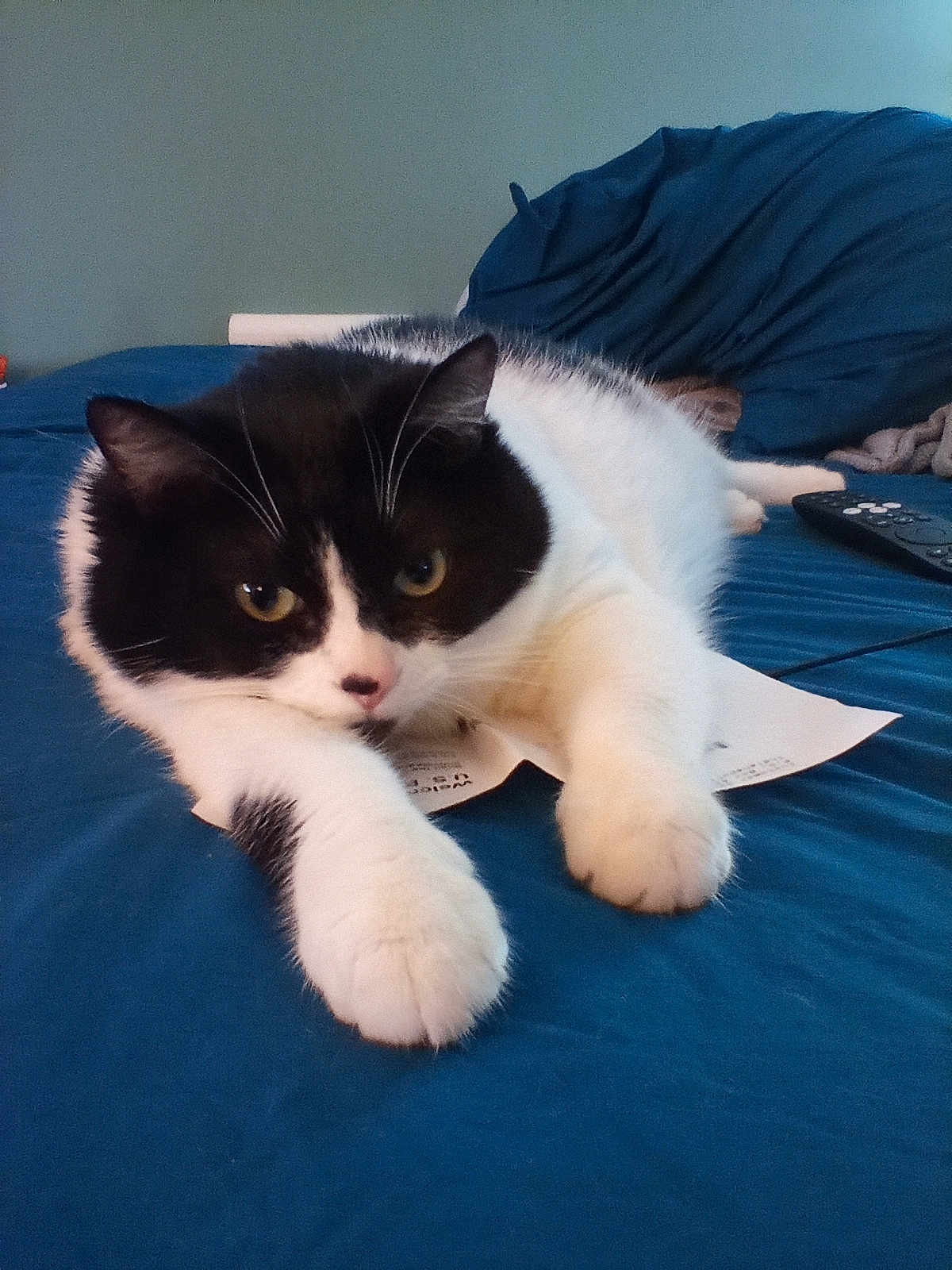 Bebee is registered to the contest to win money with this photo: cat, black_and_white_cat, feline, pet, paws, whiskers, bed, blanket, remote_control, paper, indoor, close_up, portrait, laying_down, cozy, sleepy, ears, fur, gaze, home
