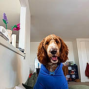 Zeus joined the competition — help win amazing prizes! dog, blue_hoodie, couch, indoor, living_room, artificial_flowers, tongue_out, smiling, pet, collar, dog_tag, furniture, shelf, blanket, door, home_decor, window, happy, brown_dog, casual