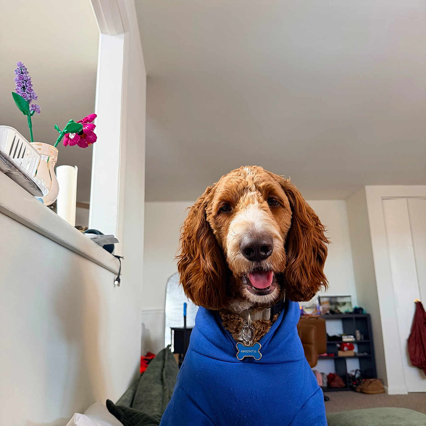 Zeus joined the competition — help win amazing prizes! dog, blue_hoodie, couch, indoor, living_room, artificial_flowers, tongue_out, smiling, pet, collar, dog_tag, furniture, shelf, blanket, door, home_decor, window, happy, brown_dog, casual