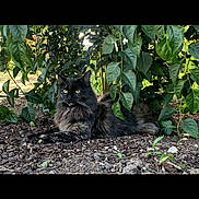 Willow is registered to the contest to win money with this photo: cat, tortoiseshell_cat, animal, outdoor, garden, greenery, foliage, plant, soil, nature, pet, mammal, resting, lying_down, daylight, leaf, wildlife, cute, fur, eyes