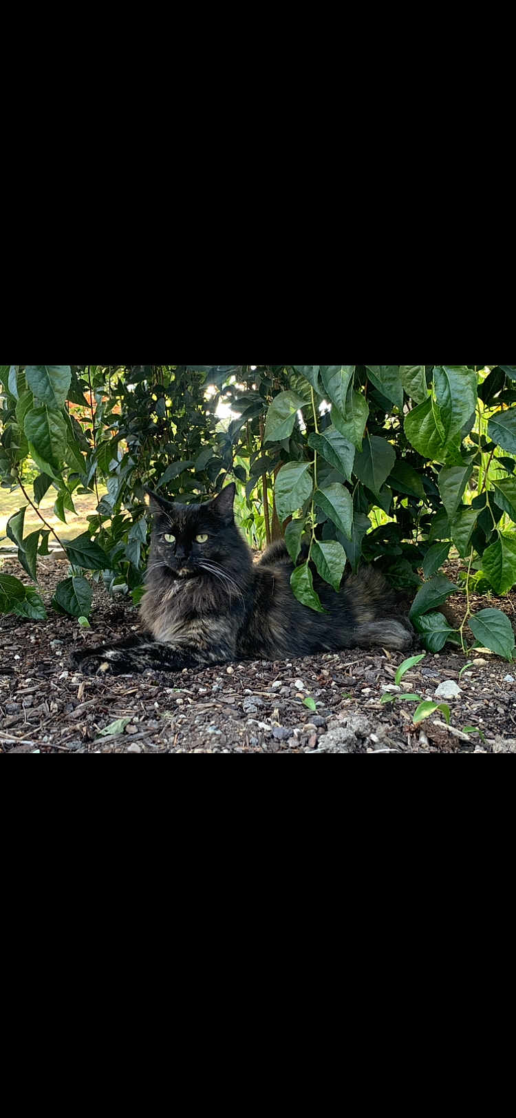 Willow is registered to the contest to win money with this photo: cat, tortoiseshell_cat, animal, outdoor, garden, greenery, foliage, plant, soil, nature, pet, mammal, resting, lying_down, daylight, leaf, wildlife, cute, fur, eyes