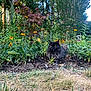 Willow is registered to the contest to win money with this photo: cat, garden, flowers, plants, greenery, outdoor, nature, yellow_flowers, fluffy_cat, black_cat, foliage, grass, sunlight, trees, bushes, pet, animal, relaxing, wildlife, summer