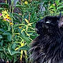 Willow joined the competition — help win amazing prizes! cat, black_cat, fluffy, animal, pet, garden, plants, flowers, greenery, nature, outdoor, leaf, closeup, curious, feline, wildlife, mammal, portrait, looking_up, sunlight