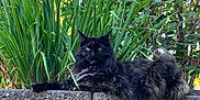 Willow is registered to the contest to win money with this photo: cat, tortoiseshell_cat, outdoor, greenery, plants, stone_wall, feline, fur, animal, nature, relaxed, sitting, leaf, garden, wildlife, pet, mammal, calm, daylight, eyes