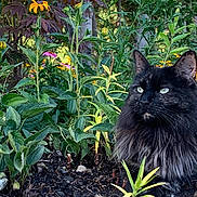 Willow joined the competition — help win amazing prizes! cat, long_hair, black_cat, flower, garden, plants, greenery, nature, outdoor, pet, animal, flora, leaves, soil, yellow_flower, purple_flower, sunlight, relaxing, portrait, feline
