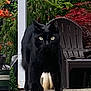 black_cat, cat, animal, pet, outdoor, step, greenery, plants, flower, chair, concrete, nature, daylight, feline, walking, close_up, eyes, fur, whiskers, garden