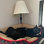 Buggy is registered to the contest to win money with this photo: black_cat, cat, pet_bed, plaid, red, green, beige, lamp, mirror, indoor, relaxed, stretching, feline, animal, cozy, resting, soft, wall, furniture, domestic
