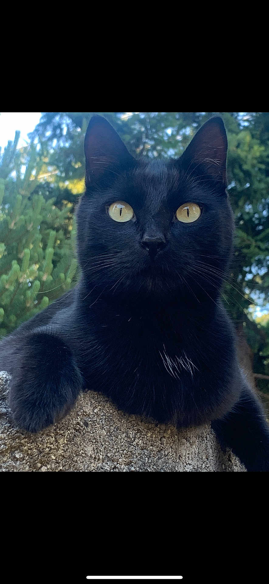 Buggy is registered to the contest to win money with this photo: black_cat, cat, animal, pet, outdoor, nature, fur, whiskers, yellow_eyes, closeup, portrait, stone, greenery, tree, leaf, wildlife, mammal, cute, curious, feline