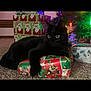 Buggy is registered to the contest to win money with this photo: black_cat, cat, christmas, gift, present, holiday_lights, carpet, indoor, festive, wrapped_gift, curious_cat, pet, animal, decorations, christmas_tree, holiday_season, cozy, celebration, christmas_wrapping, domestic_cat