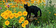 Buggy is registered to the contest to win money with this photo: black_cat, cat, birdbath, yellow_flowers, orange_flowers, garden, greenery, grass, shrub, tree, outdoor, nature, plant, floral, pet, animal, sunlight, flora, bloom, scenic