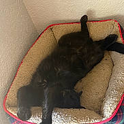 Buggy is registered to the contest to win money with this photo: black_cat, cat, pet_bed, plaid, fleece, cozy, sleeping, relaxed, indoor, paw, animal, feline, resting, corner, wall, floor, domestic, cute, comfortable, nap