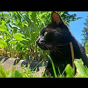 Buggy is registered to the contest to win money with this photo: black_cat, cat, grass, greenery, plants, outdoor, nature, daylight, animal, pet, feline, side_view, close_up, whiskers, ears, eyes, sunlight, blue_sky, garden, relaxed