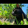 black_cat, cat, grass, greenery, plants, outdoor, nature, daylight, animal, pet, feline, side_view, close_up, whiskers, ears, eyes, sunlight, blue_sky, garden, relaxed