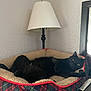 cat, black_cat, pet_bed, plaid_pattern, lamp, mirror, indoor, relaxed, feline, cozy, soft_bed, home_interior, pet, resting, animal, fur, corner, quiet, curious, domestic