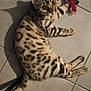 Vaïana a rejoint le concours — aidez-le/la à gagner de superbes lots ! cat, spotted_cat, toy, playing, floor, tile_floor, pet, animal, indoor, curious, wide_eyes, fur, whiskers, ears, paws, tail, domestic_cat, cute, looking_up, resting