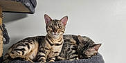 Vaïana participe au concours pour gagner de l'argent avec cette photo : cat, cats, feline, pet, animal, tabby, resting, sleeping, alert, indoor, cozy, cat_tree, fur, whiskers, ears, paw, bed, domestic_animal, cute, companions