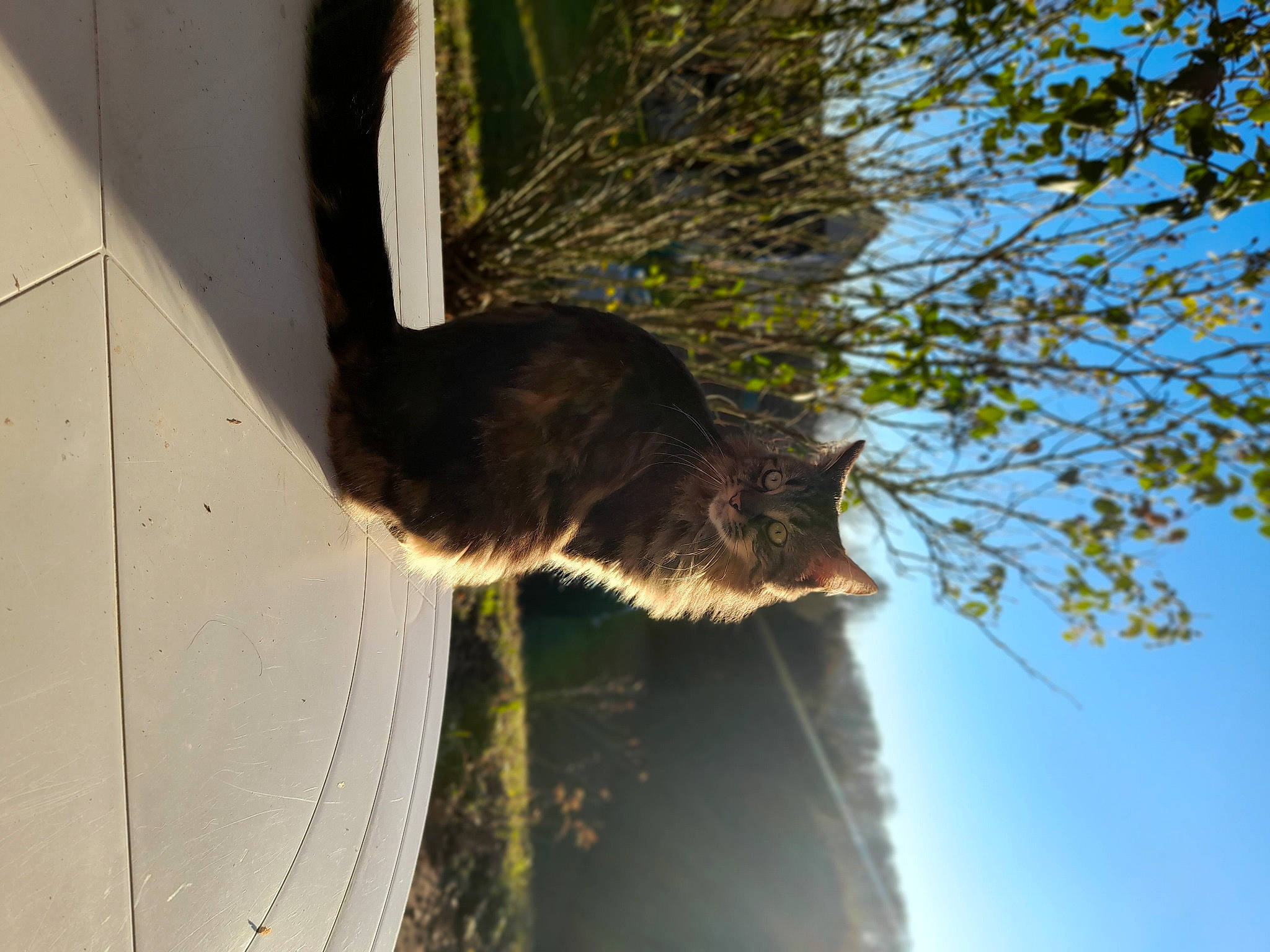 Chipie a rejoint le concours — aidez-le/la à gagner de superbes lots ! cat, felidae, fur, grass, mammal, plant, reflection, sky, small_to_medium_sized_cats, snout, tail, tints_and_shades, tree, trunk, twig, water, whiskers, window, wood, woody_plant