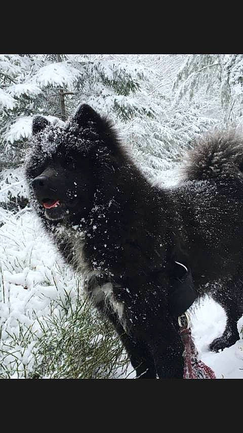 Hyro participe au concours pour gagner de l'argent avec cette photo : ancient_dog_breeds, black_norwegian_elkhound, canidae, carnivore, dog, dog_breed, eurasier, german_spitz_mittel, greenland_dog, mammal, sakhalin_husky, spitz, sporting_group, swedish_lapphund, vertebrate