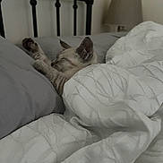 Leo joined the competition — help win amazing prizes! kitten, cat, bed, blanket, duvet, pillow, sleeping, paw, fur, headboard, lamp, bedroom, cozy, pet, indoor, nap, comforter, whiskers, gray, soft_lighting